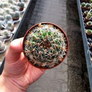 Echinopsis-Hybr. Buttercup