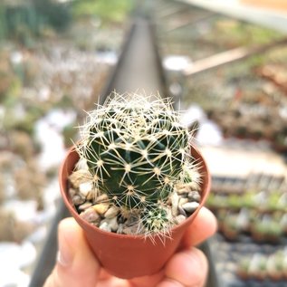 Echinopsis-Hybr. Fearn Petite B