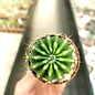 Echinopsis-Hybr. Elegant Lady