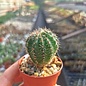 Echinopsis-Hybr. Aglaia