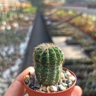 Echinopsis-Hybr. Bourne Spider