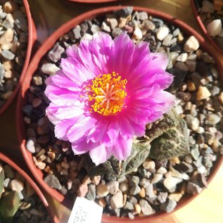 Ariocarpus fissuratus      CITES, not outside EU