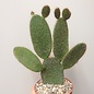 Opuntia galapageia