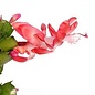 Schlumbergera-Hybr. Thor Olga