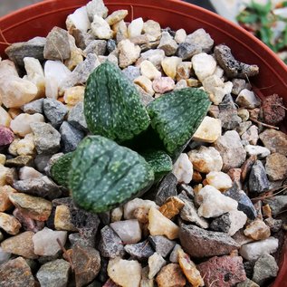 Haworthia Burgundy 306