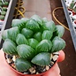 Haworthia cooperi cv. OB-1