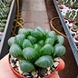 Haworthia cooperi cv. OB-1