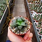 Haworthia magnifica atrofusca