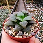 Haworthia magnifica atrofusca