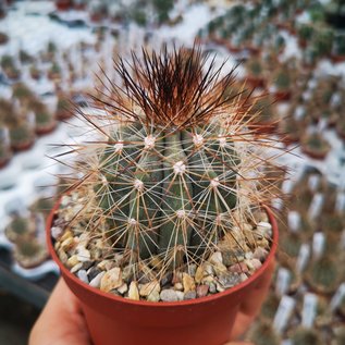 Copiapoa krainziana v. brunispina