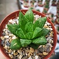 Haworthia Burgundy 313