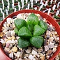 Haworthia Burgundy 363