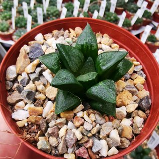 Haworthia Burgundy 367