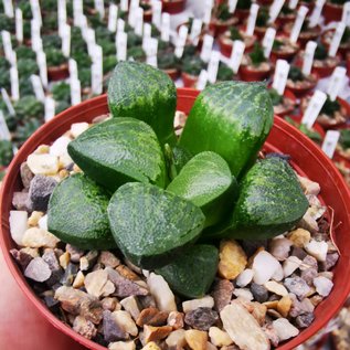 Haworthia Burgundy 375