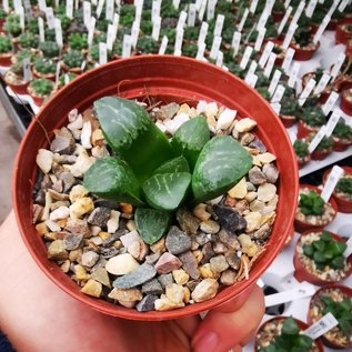 Haworthia Burgundy 386