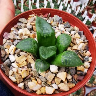 Haworthia Burgundy 387