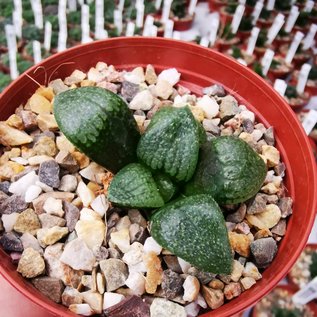 Haworthia Burgundy 389