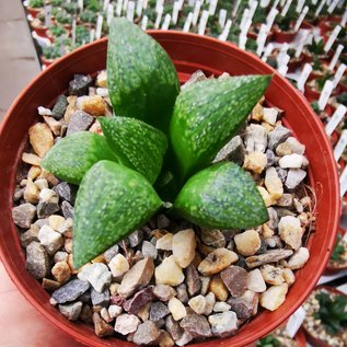 Haworthia Burgundy 396