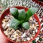 Haworthia Burgundy 400