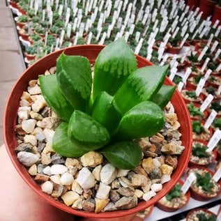 Haworthia Burgundy 406