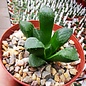 Haworthia Burgundy 407