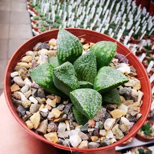 Haworthia Burgundy 390