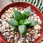 Haworthia Burgundy 435