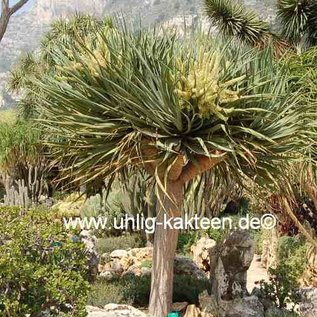 Dracaena draco        (Seme)