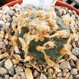 Lophophora mix