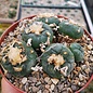 Lophophora mix