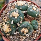 Lophophora mix