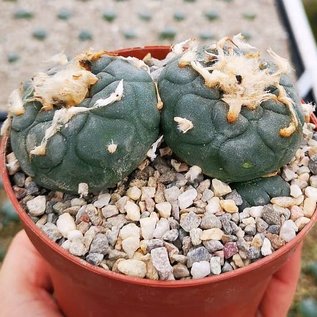 Lophophora mix