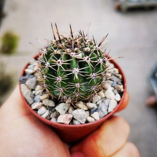 Echinopsis oxygona v. grandiflora