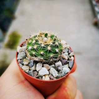 Frailea gracillima   Nueva Italia, Central, Paraguay, 136m