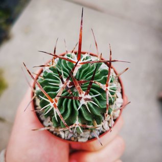 Stenocactus crispatus f. anfractuosus  Patria Nueva, Hidalgo, Mexico