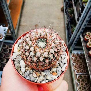 Notocactus rutilans fa. Robustior  Cerro Leon, nahe Bernabe Rivera, Uruguay