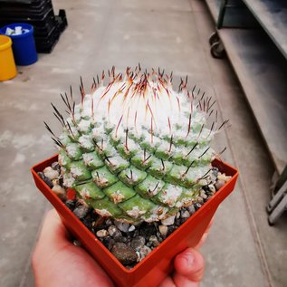 Strombocactus disciformis      CITES, not outside EU