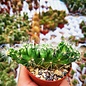 Echinocereus maritimus     cristata