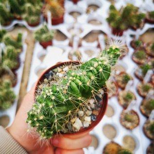 Echinocereus maritimus     cristata