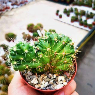 Echinocereus spec.      cristata