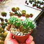 Echinocereus spec.      cristata