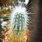 Echinocereus rayonesensis  L 1101 Rayones, NL. Mx, 1200-1400 m