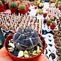 Gymnocalycium borthii  VOS 903 Puntas Duraznito, Soriano, Uruguay