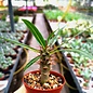 Pachypodium mikea