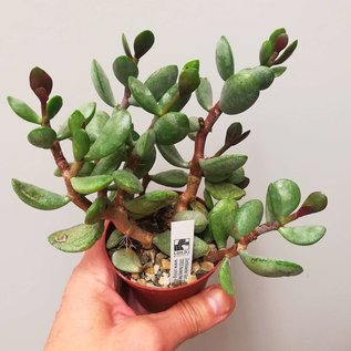 Adromischus marianiae cv. kubusensis ANB 036 S-Africa