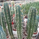 Trichocereus peruvianus cv. Longispinus