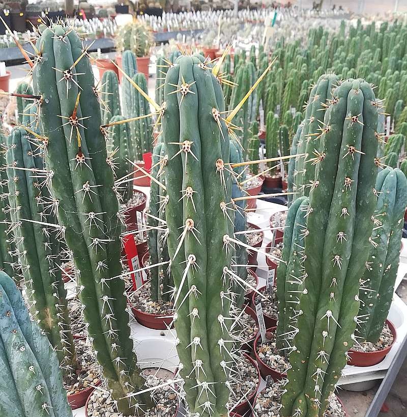 Trichocereus peruvianus cv. Longispinus Peru - Uhlig Kakteen