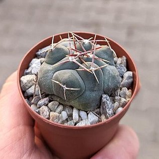 Thelocactus hexaedrophorus   San Gregorio, Nuevo Leon, Mexico