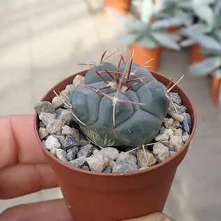 Thelocactus hexaedrophorus   San Gregorio, Nuevo Leon, Mexico