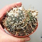 Turbinicarpus polaskii XL      CITES, not outside EU